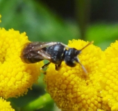 Maskenbiene (Hylaeus-sp.)-L. Klasing