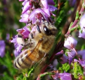 Honigbiene (Apis mellifera)-L. Klasing