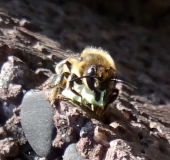 Blattschneiderbiene (Megachile sp.)-L. Klasing