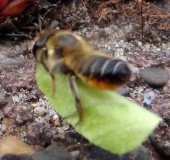 Blattschneiderbiene (Megachile sp.)-L. Klasing