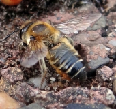 Blattschneiderbiene (Megachile sp.)-L. Klasing