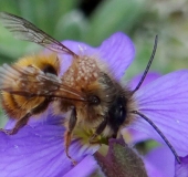 Gehörnte Mauerbiene (Osmia cornuta)-L. Klasing