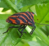 Streifenwanze (Graphosoma lineatum)-L. Klasing