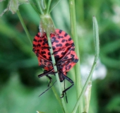 Streifenwanze (Graphosoma lineatum)-L. Klasing