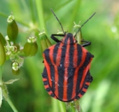 Streifenwanze (Graphosoma lineatum)-L. Klasing