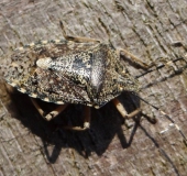 Graue Gartenwanze (Rhaphigaster nebulosa)-L. Klasing