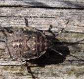 Graue Gartenwanze (Rhaphigaster nebulosa)-L. Klasing