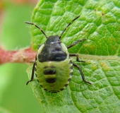 Nymphe: Grüne Stinkwanze (Palomena prasina)-L. Klasing