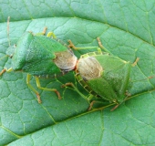 Grüne Stinkwanze (Palomena prasina)-L. Klasing