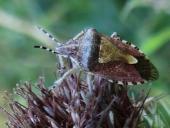 Beerenwanze (Dolycoris baccarum)-L. Klasing