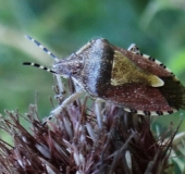 Beerenwanze (Dolycoris baccarum)-L. Klasing