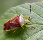 Bunte Blattwanze (Elasmostethus interstinctus)-L. Klasing