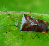 Bunte Blattwanze (Elasmostethus interstinctus)-L. Klasing