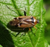 Eichenwanze (Harpocera thoracica)-L. Klasing