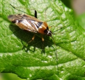 Eichenwanze (Harpocera thoracica)-L. Klasing