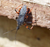 Geringelte Mordwanze (Rhynocoris annulatus)-L. Klasing