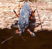 Geringelte Mordwanze (Rhynocoris annulatus)-L. Klasing