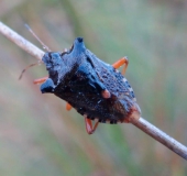 Rotbeinige Baumwanze (Pentatoma rufipes)-L. Klasing