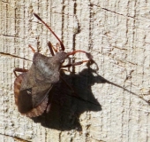 Saumwanze (Coreus marginatus)-L. Klasing