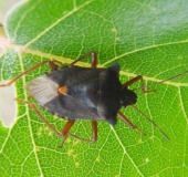 Rotbeinige Baumwanze (Pentatoma rufipes)-L. Klasing