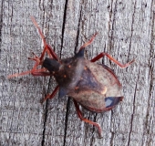 Zweizähnige Dornwanze (Picromerus bidens)-L. Klasing