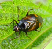 Rote Weichwanze (Deraeocoris rube)-L. Klasing