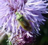 Zweifleck-Weichwanze (Stenotus binotatus)-L. Klasing