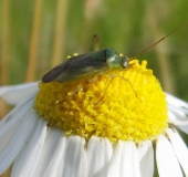 Zweifleck-Weichwanze (Stenotus binotatus)-L. Klasing