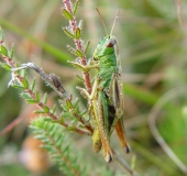 Gemeiner Grashüpfer (Chorthippus parallelus)-L. Klasing