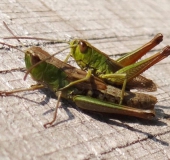 Gemeiner Grashüpfer (Chorthippus parallelus)-L. Klasing