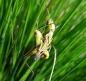 Paarung: Gemeiner Grashüpfer (Chorthippus parallelus)-L. Klasing