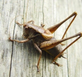 Gemeine Strauchschrecke M. (Pholidoptera griseoaptera)-L. Klasing