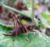 Gemeine Strauchschrecke W. (Pholidoptera griseoaptera)-L. Klasing