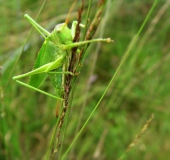 Grünes Heupferd W. (Tettigonia viridissima)-L. Klasing