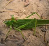 Grünes Heupferd W. (Tettigonia viridissima)-L. Klasing