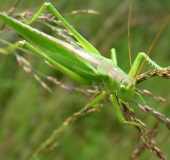 Grünes Heupferd W. (Tettigonia viridissima)-L. Klasing