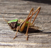 Kurzflügelige Beißschrecke M. (Metrioptera brachyptera)-L. Klasing