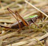 Kurzflügelige Beißschrecke W. (Metrioptera brachyptera)-L. Klasing