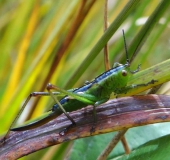 Kurzflügelige Beißschrecke W. (Metrioptera brachyptera)-L. Klasing