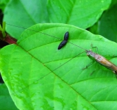 Kurzflügelige Schwertschrecke M. (Conocephalus dorsalis)-L. Klasing