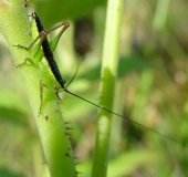 Kurzflügelige Schwertschrecke M. (Conocephalus dorsalis)-L. Klasing