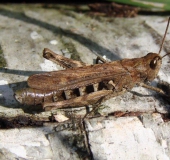 Grashüpfer (Corthippus sp.)-L. Klasing