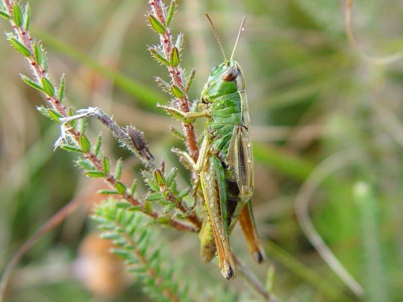 Gemeiner Grashüpfer (Chorthippus parallelus)-L. Klasing