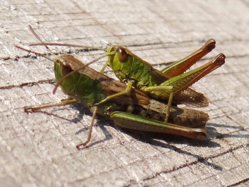 Gemeiner Grashüpfer (Chorthippus parallelus)-L. Klasing