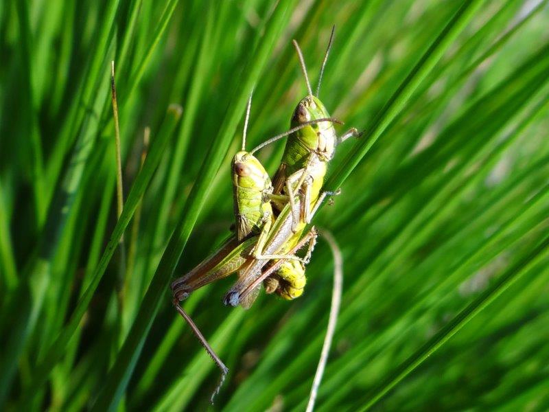 Paarung: Gemeiner Grashüpfer (Chorthippus parallelus)-L. Klasing