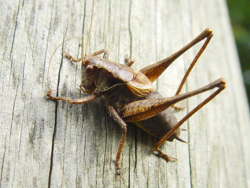 Gemeine Strauchschrecke M. (Pholidoptera griseoaptera)-L. Klasing