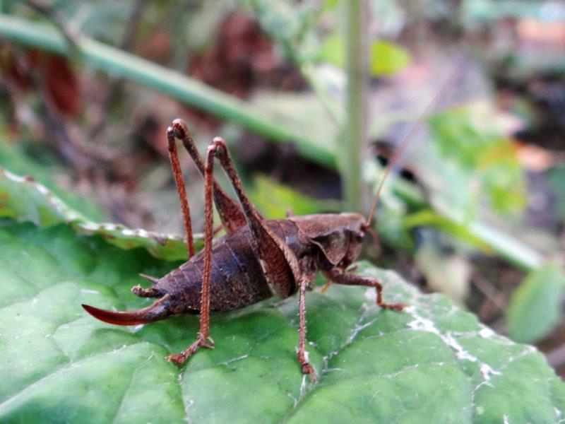 Gemeine Strauchschrecke W. (Pholidoptera griseoaptera)-L. Klasing