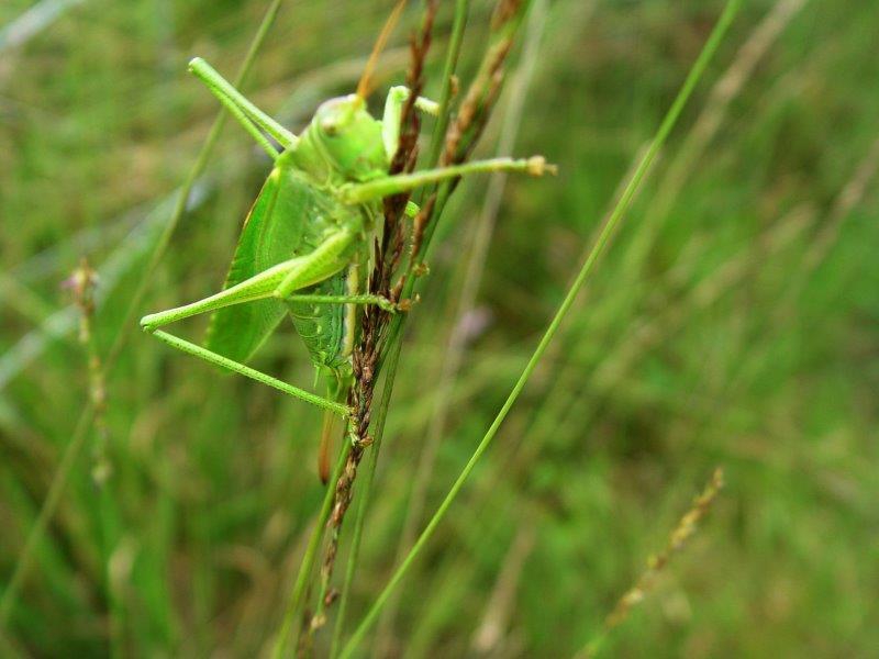 Grünes Heupferd W. (Tettigonia viridissima)-L. Klasing