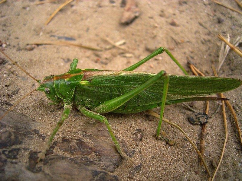 Grünes Heupferd W. (Tettigonia viridissima)-L. Klasing