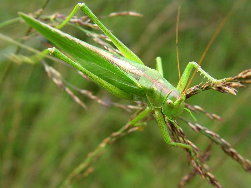 Grünes Heupferd W. (Tettigonia viridissima)-L. Klasing